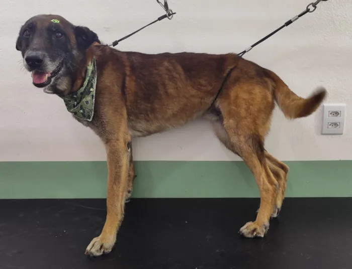 Cachorro raça SRD-ViraLata idade 4 anos nome Não sabemos o nome