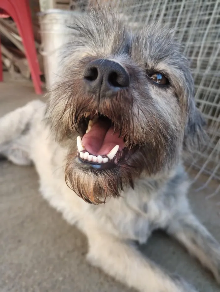 Cachorro raça SRD-ViraLata idade 6 ou mais anos nome Maggie