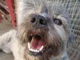 Maggie