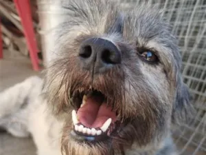 Cachorro raça SRD-ViraLata idade 6 ou mais anos nome Maggie