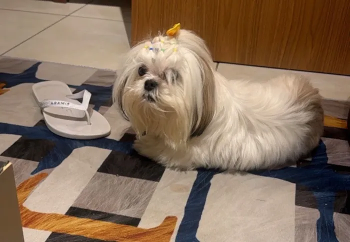 Cachorro raça Shitzu idade 6 ou mais anos nome Mel