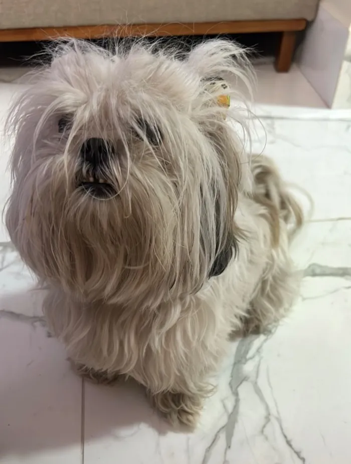 Cachorro raça Shitzu idade 6 ou mais anos nome Mel