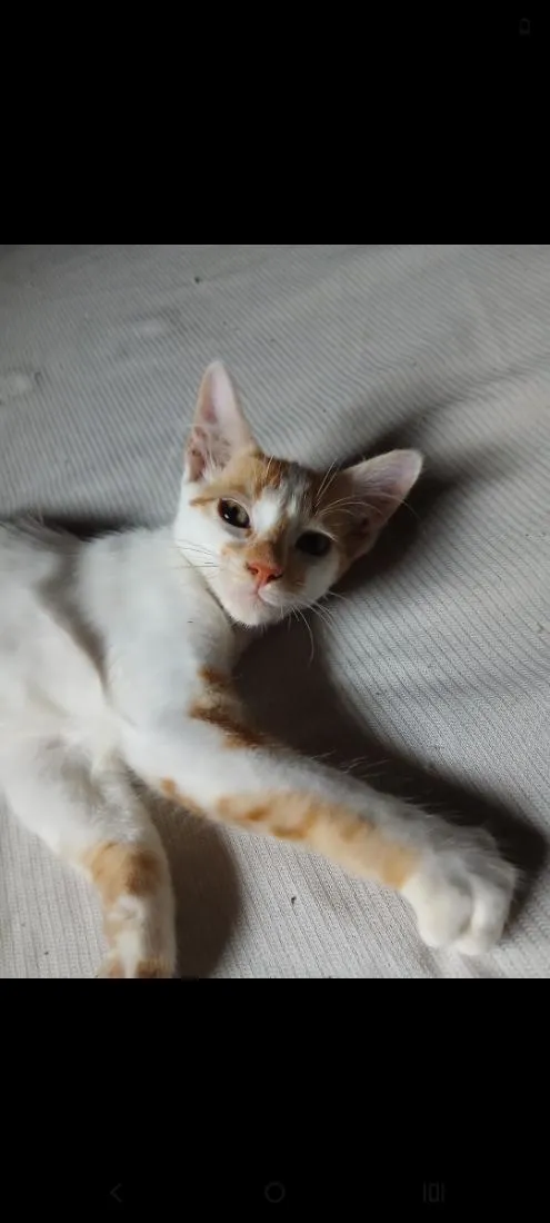 Gato raça SRD-ViraLata idade 2 a 6 meses nome Sem nome