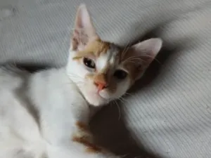 Gato raça SRD-ViraLata idade 2 a 6 meses nome Sem nome