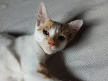 Gato raça SRD-ViraLata idade 2 a 6 meses nome Sem nome