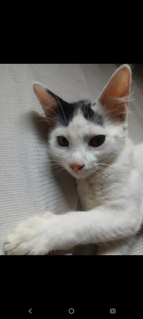 Gato raça SRD-ViraLata idade 2 a 6 meses nome Sem nome