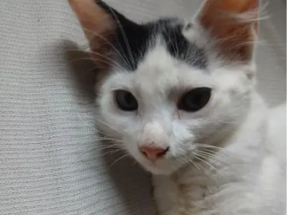 Gato raça SRD-ViraLata idade 2 a 6 meses nome Sem nome