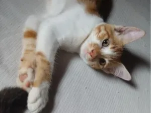 Gato raça SRD-ViraLata idade 2 a 6 meses nome Sem nome