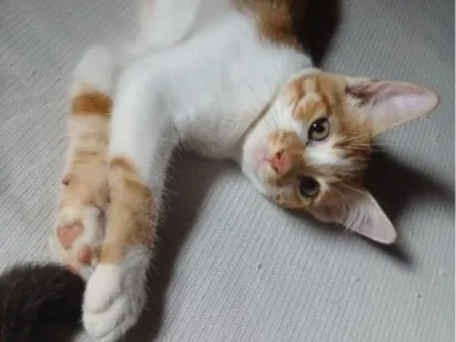 Gato raça SRD-ViraLata idade 2 a 6 meses nome Sem nome