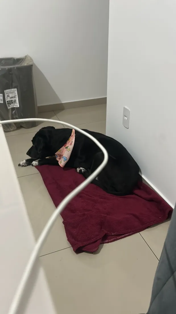 Cachorro raça SRD-ViraLata idade 6 ou mais anos nome Preta