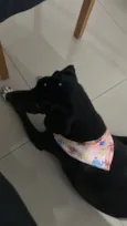 Preta