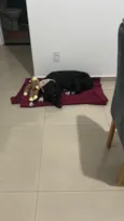 Preta