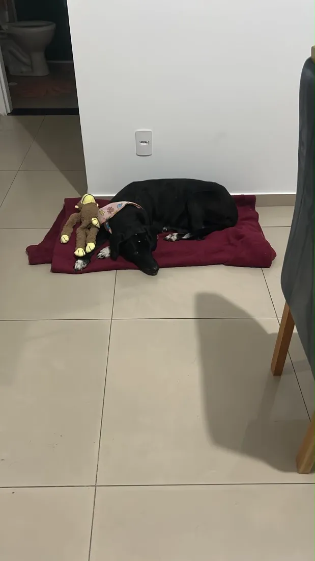 Cachorro raça SRD-ViraLata idade 6 ou mais anos nome Preta