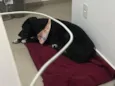 Preta