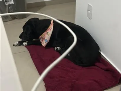 Cachorro raça SRD-ViraLata idade 6 ou mais anos nome Preta