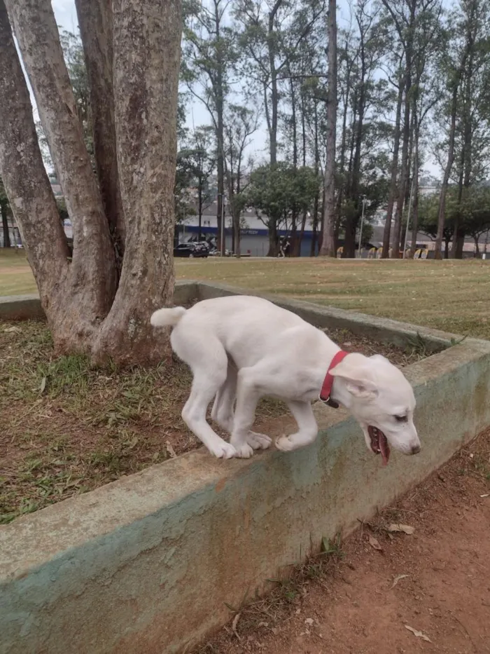 Cachorro raça SRD-ViraLata idade 2 a 6 meses nome Bily