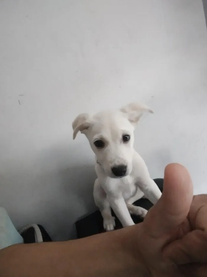 Cachorro raça SRD-ViraLata idade 2 a 6 meses nome Bily