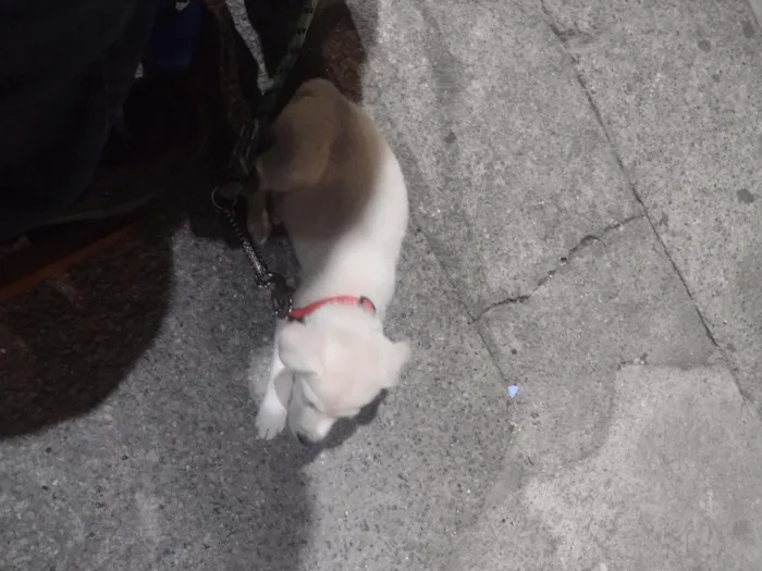 Cachorro raça SRD-ViraLata idade 2 a 6 meses nome Bily