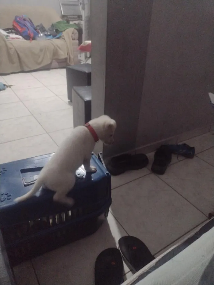 Cachorro raça SRD-ViraLata idade 2 a 6 meses nome Bily