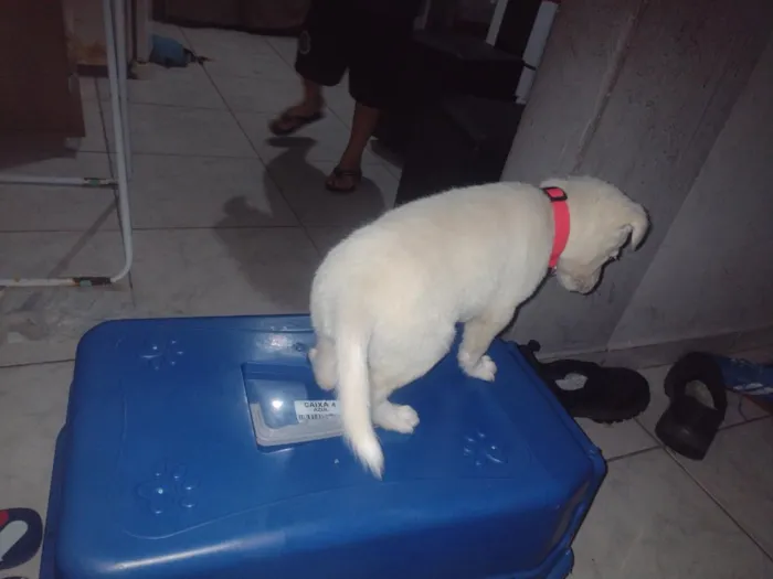 Cachorro raça SRD-ViraLata idade 2 a 6 meses nome Bily