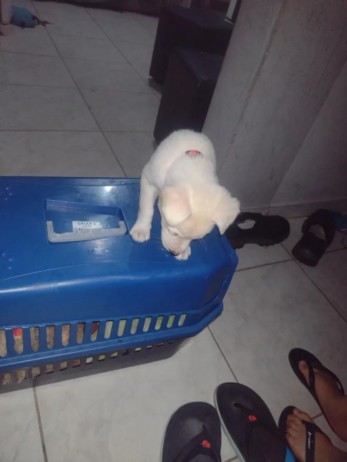 Cachorro raça SRD-ViraLata idade 2 a 6 meses nome Bily