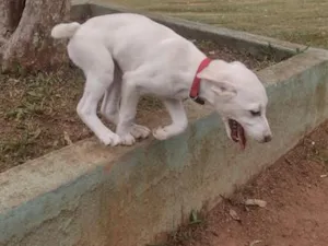 Cachorro raça SRD-ViraLata idade 2 a 6 meses nome Bily