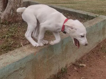 Cachorro raça SRD-ViraLata idade 2 a 6 meses nome Bily