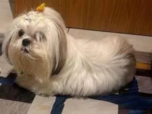 Cachorro raça Shitzu idade 6 ou mais anos nome Mel