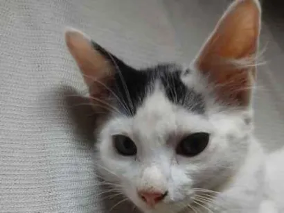 Gato raça SRD-ViraLata idade 2 a 6 meses nome Sem nome
