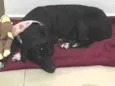 Preta