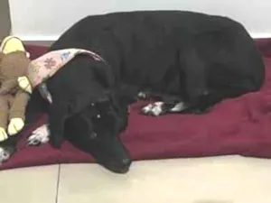 Cachorro raça SRD-ViraLata idade 6 ou mais anos nome Preta