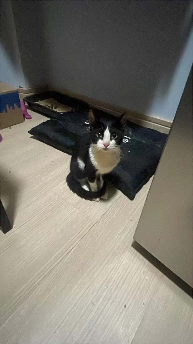 Gato raça SRD-ViraLata idade 7 a 11 meses nome Zoe