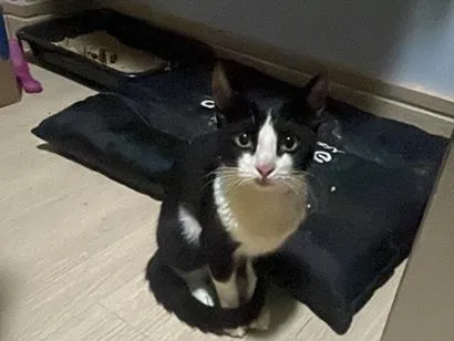Gato raça SRD-ViraLata idade 7 a 11 meses nome Zoe