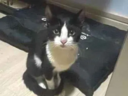 Gato raça SRD-ViraLata idade 7 a 11 meses nome Zoe