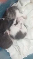 3 gatos 