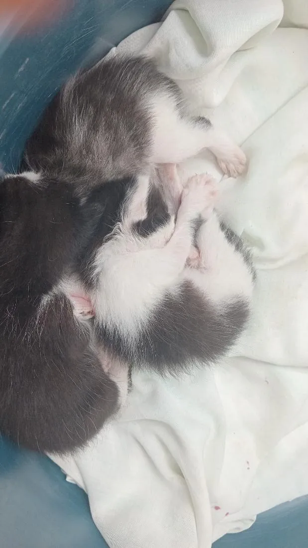 Gato raça SRD-ViraLata idade Abaixo de 2 meses nome 3 gatos 