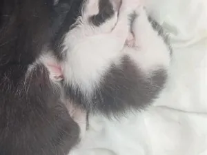 Gato raça SRD-ViraLata idade Abaixo de 2 meses nome 3 gatos 