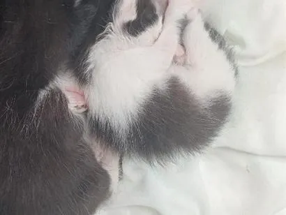 Gato raça SRD-ViraLata idade Abaixo de 2 meses nome 3 gatos 