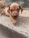 Bob
