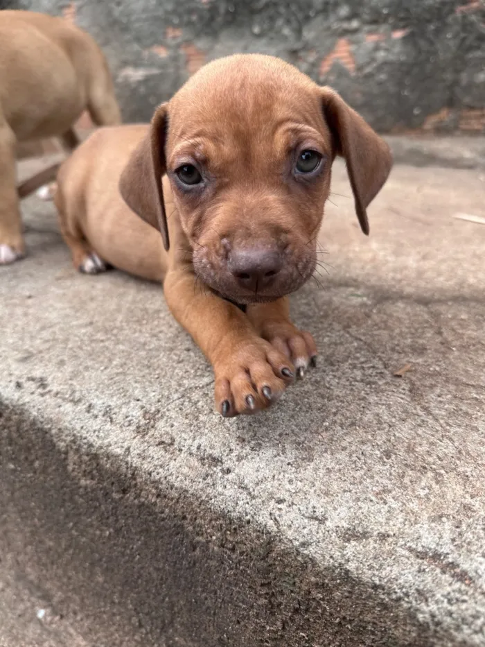 Cachorro raça SRD-ViraLata idade Abaixo de 2 meses nome Bob