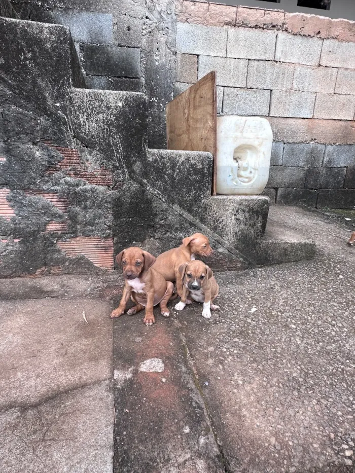 Cachorro raça SRD-ViraLata idade Abaixo de 2 meses nome Bob