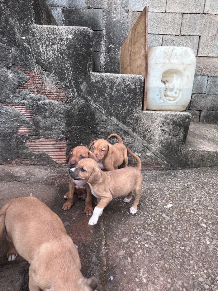 Cachorro raça SRD-ViraLata idade Abaixo de 2 meses nome Bob