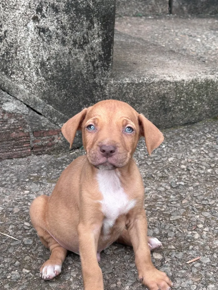 Cachorro raça SRD-ViraLata idade Abaixo de 2 meses nome Bob