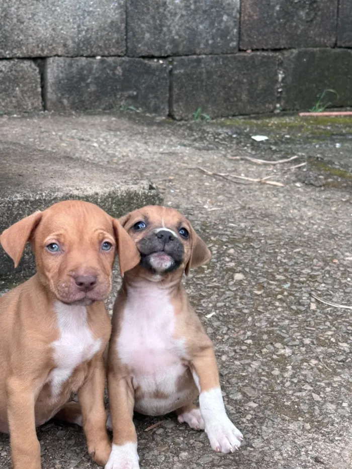 Cachorro raça SRD-ViraLata idade Abaixo de 2 meses nome Bob