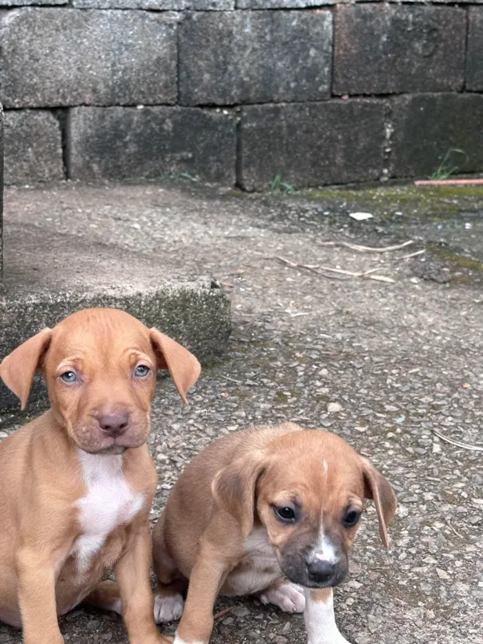 Cachorro raça SRD-ViraLata idade Abaixo de 2 meses nome Bob