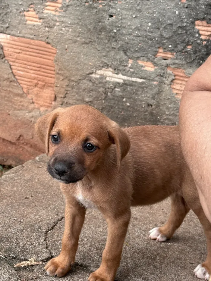 Cachorro raça SRD-ViraLata idade Abaixo de 2 meses nome Bob