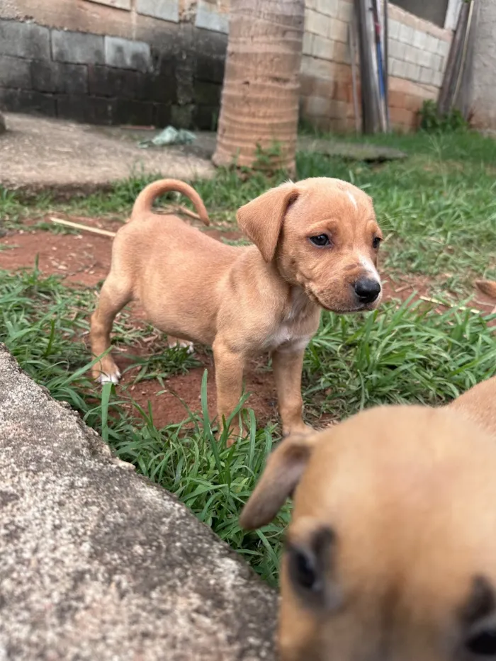 Cachorro raça SRD-ViraLata idade Abaixo de 2 meses nome Bob