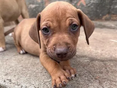 Cachorro raça SRD-ViraLata idade Abaixo de 2 meses nome Bob