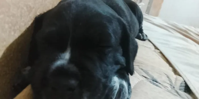 Cachorro raça SRD-ViraLata idade 2 a 6 meses nome não tem