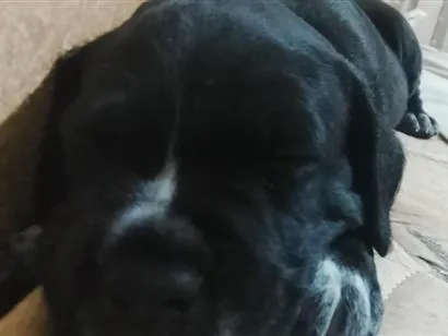 Cachorro raça SRD-ViraLata idade 2 a 6 meses nome não tem